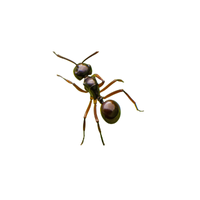Black Garden Ant | Types of Ants and their Names in English