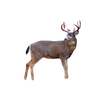 Black-Tailed Deer | Types of Deer with Names in English