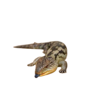 Blue-tongue skink