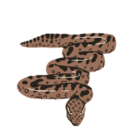 Boa | Types of Reptiles with Names in English