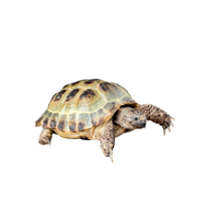 Box turtle | Types of Reptiles with Names in English