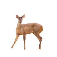 Brocket Deer | Types of Deer with Names in English