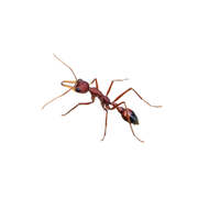 Bulldog Ant | Types of Ants and their Names in English