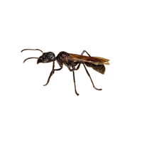 Bullet Ant | Types of Ants and their Names in English