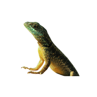 Bush lizard | Types of Reptiles with Names in English
