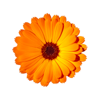 Calendula