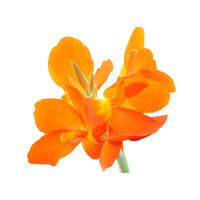 Canna | Types of Flowers in English with Pictures