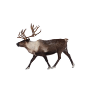 Caribou | Types of Deer with Names in English