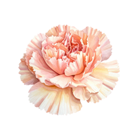 Carnation | Types of Flowers in English with Pictures