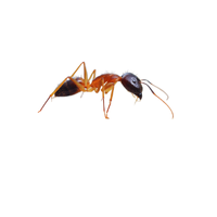 Carpenter Ant | Types of Ants and their Names in English