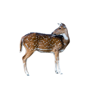 Chital Deer | Types of Deer with Names in English