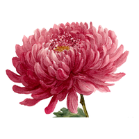 Chrysanthemum | Types of Flowers in English with Pictures
