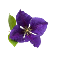 Clematis | Types of Flowers in English with Pictures