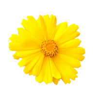 Coreopsis | Types of Flowers in English with Pictures