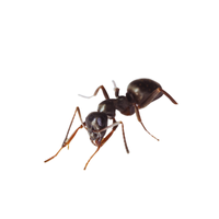 Cornfield Ant | Types of Ants and their Names in English