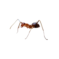 Crazy Ant | Types of Ants and their Names in English