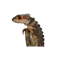 Crocodile skink | Types of Reptiles with Names in English
