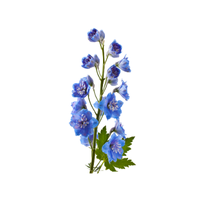 Delphinium