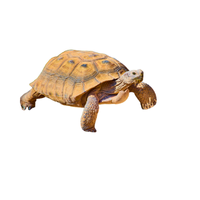 Desert tortoise | Types of Reptiles with Names in English