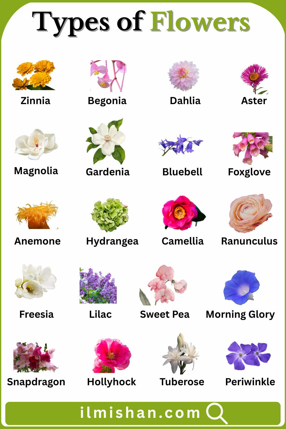Different Types of Flowers Names in English with Pictures