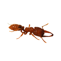 Dracula Ant | Types of Ants and their Names in English