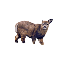 Dwarf Deer | Types of Deer with Names in English