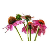 Echinacea