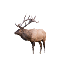 Elk | Types of Deer with Names in English