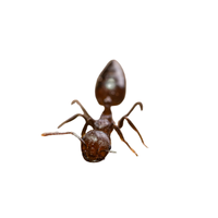 Endangered Ant