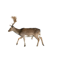 Fallow Deer | Types of Deer with Names in English