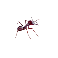 Fast-Moving Ant