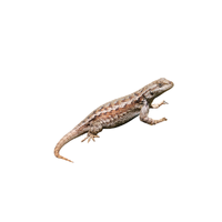 Fence lizard | Types of Reptiles with Names in English