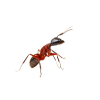 Fire Ant | Types of Ants and their Names in English