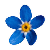 Forget-Me-Not | Types of Flowers in English with Pictures