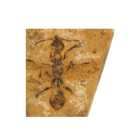 Fossil Ant