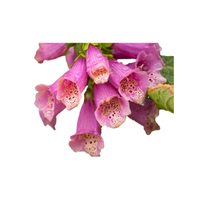 Foxglove | Types of Flowers in English with Pictures