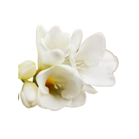Freesia | Types of Flowers in English with Pictures