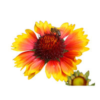 Gaillardia | Types of Flowers in English with Pictures