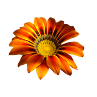 Gazania