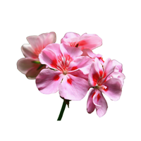 Geranium | Types of Flowers in English with Pictures