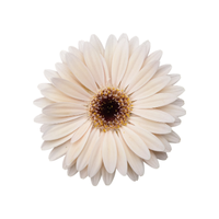 Gerbera | Types of Flowers in English with Pictures