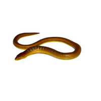 Glass lizard | Types of Reptiles with Names in English