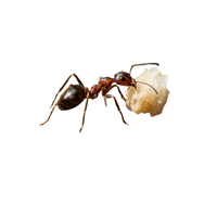 Ground Ant | Types of Ants and their Names in English