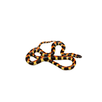 Harlequin snake