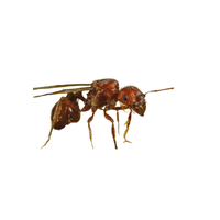 Harvester Ant | Types of Ants and their Names in English