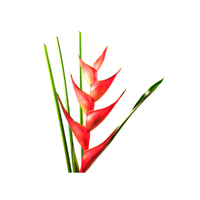 Heliconia | Types of Flowers in English with Pictures