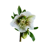 Hellebore