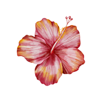 Hibiscus | Types of Flowers in English with Pictures