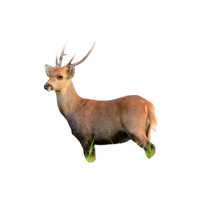Hog Deer | Types of Deer with Names in English