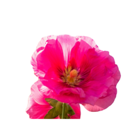 Hollyhock | Types of Flowers in English with Pictures